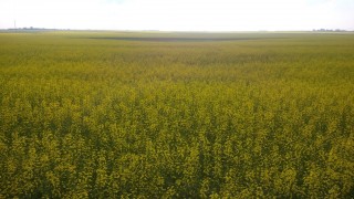 Canola