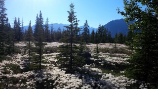 Jasper Campsite with flowers