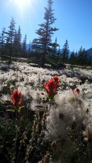 Jasper National Park July 16