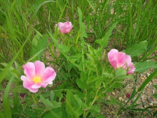 Prairie Roses