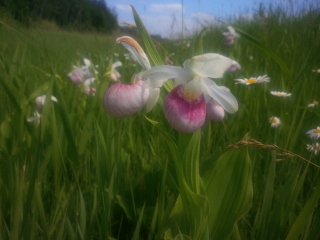 orchid at the side of the road