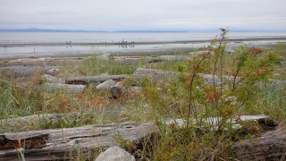 Campbell river looking east Aug 2